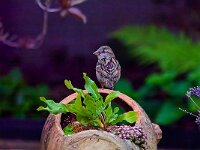 DSC05048 Spatz-fc