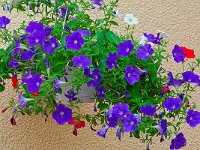 DSC 0148 Blumen-fc