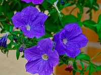 DSC 0166 Blumen-fc