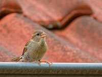 DSC 0290 XSpatz-fc