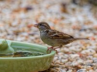 DSC 0292 DSpatz-fc