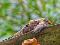DSC 1067 -Spatz.-fc