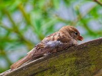 DSC 1071 Spatz.-fc-