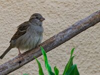 DSC 1082 Spatz-fc