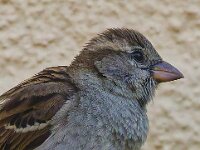 DSC 1083 Spatz-Portr.-fcjpg