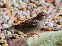 DSC 1140 Spatz-fc