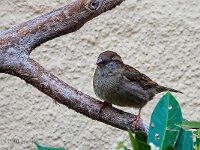 DSC00121 Spatz