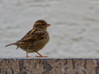 DSC00368 -Spatz.-fc