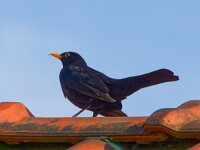 DSC00375 Amsel.-fcjpg
