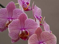 DSC02383.-Orchidee.-fc