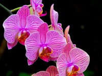 DSC02409-Orchidee--fc