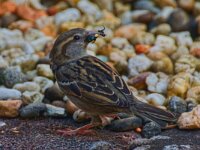 DSC 0137 Spatz-fc