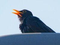 DSC 0254Amsel.-fcO