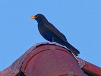 DSC 0318 Amsel.--fcjpg