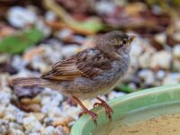 DSC 8478.-SpatzO.--fcjpg