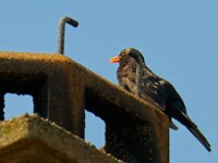 DSC 8581 Amsel.-fcjpg