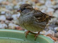 DSC 9911 SpatzD-fcO