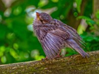 DSC 9968SpaSpatz-fcO