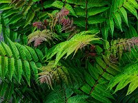 DSC05370 DStrauchjp-fcg