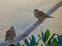 DSC05899 zwei-Spatzen-fc