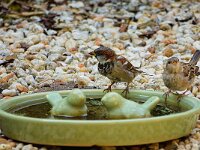 DSC06212 zwei-Spatzen-fc