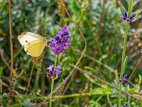 DSC06285 Weissling-fc