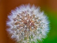 DSC 0494 -Pusteblume-fc