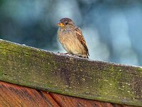 DSC 1327 Spatz fertig