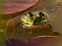 DSC2189 Teichfrosch