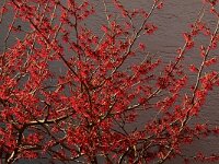 DSC 0212 roter Hamamelis