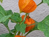 DSC 6105-Physalis-fc