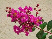 DSC04865 -Blueten-fcjpg