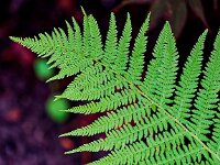 DSC 0153 DFarn-fcjpg