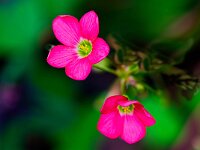 DSC 0242 DBluetenj-fcpg