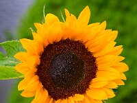 DSC 0247 -Soblume-fgc