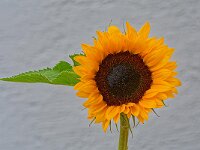 DSC 0249 Soblume.-fcjpg