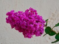 DSC 0437 -Blueten.-fcjpg