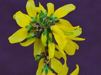 Blumen