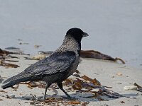 DSC 6332 Vogel