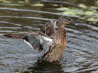 DSC 7338 Ente