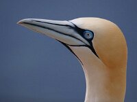 Helgoland 2018