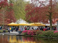 DSC 7557 Keukenhof