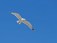 DSC 7890 Scheveningen