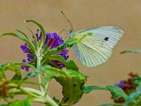 DSC04308 DWeisslingjpg-fc