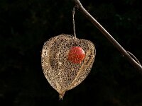 DSC0749 Physalis febr