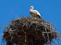 DSC 2604 Storchennest