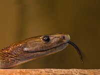 DSC3650 schwarze Mamba