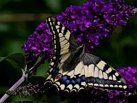 IMG 2789 Schmetterling