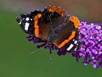 IMG 2938 Schmetterling