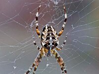 DSC9697 Spinne